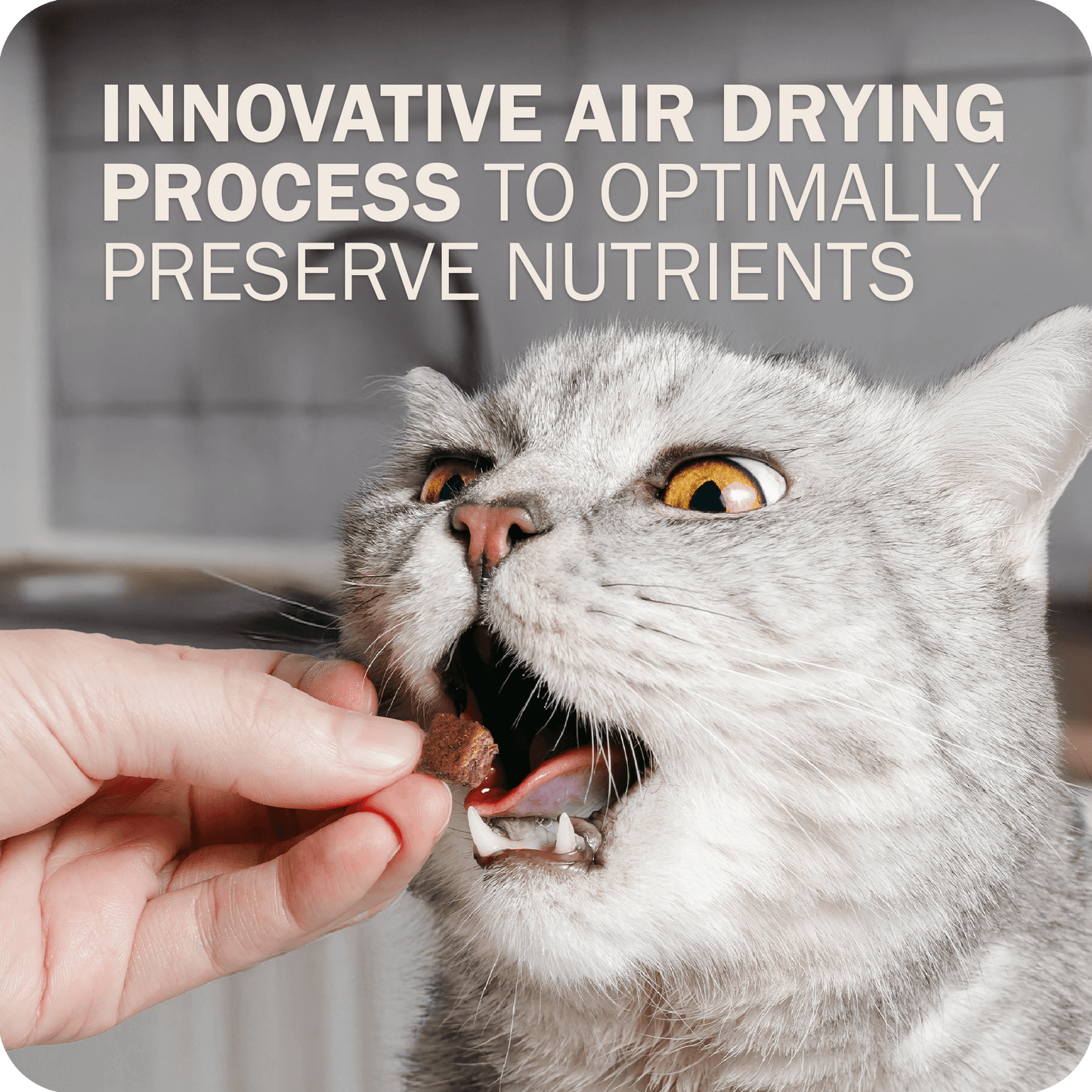 Cat Air Dried Powerfood Chicken Recipe