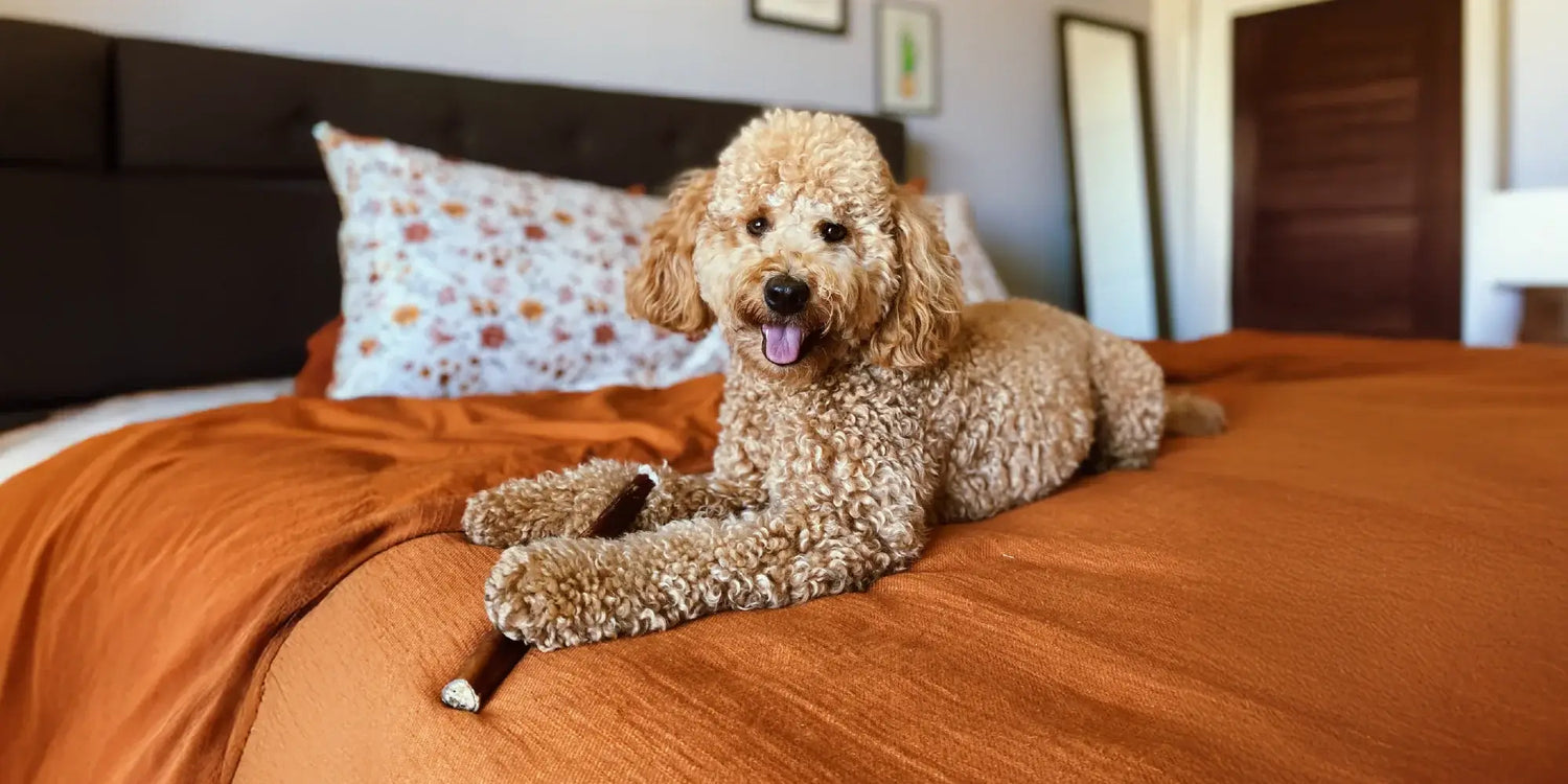 Dog lying on an orange bed with a Redbarn Bully Stick.