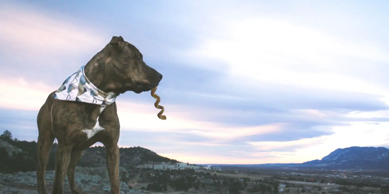 Dog with a bandana and a Redabarn collagen spring in its mouth against a scenic background