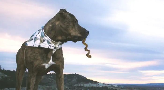 Dog with a bandana and a Redabarn collagen spring in its mouth against a scenic background