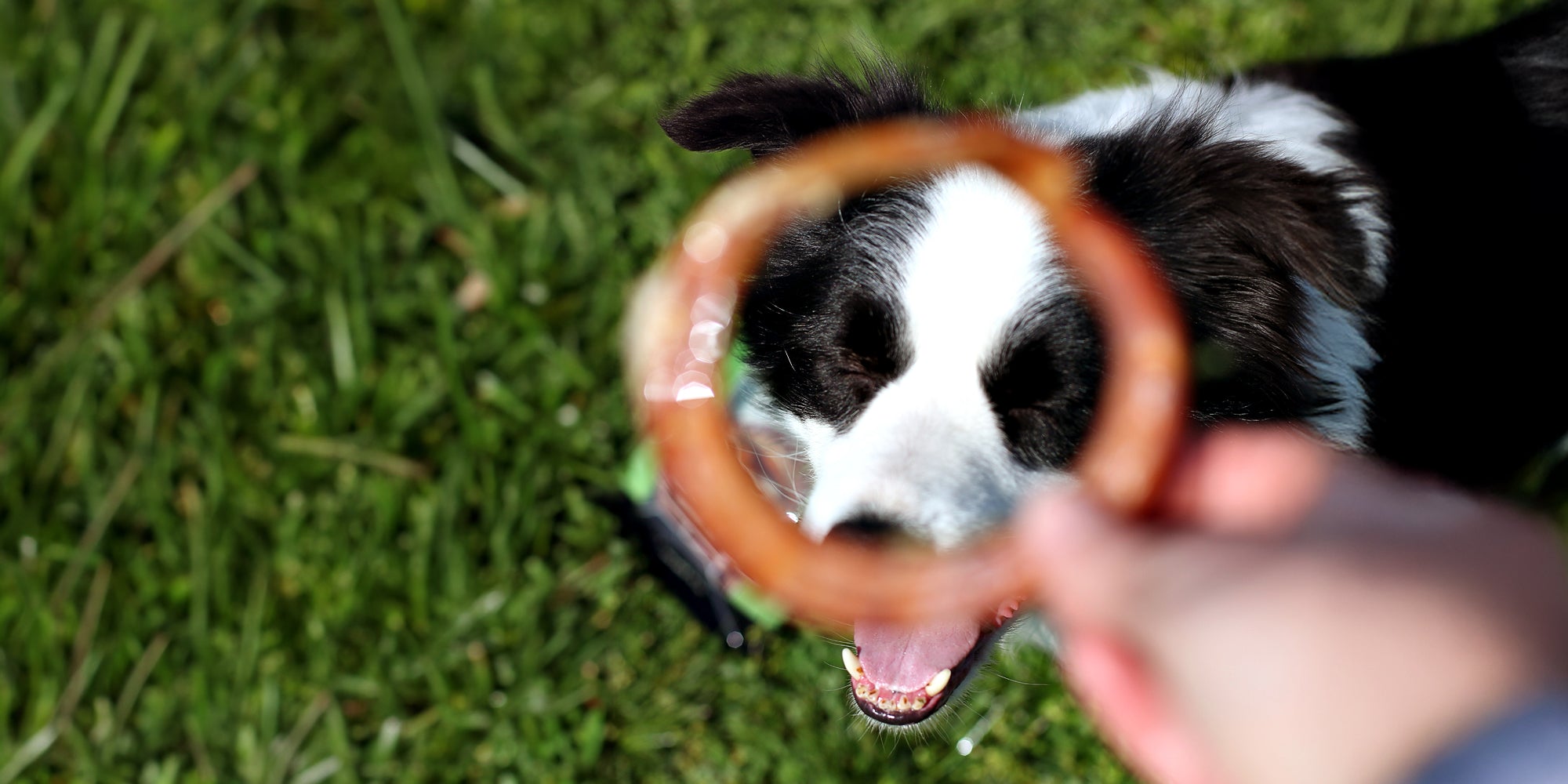 A black and white dog on grass looks up at a human hand holding a blurred ring-shaped treat in front of its face.