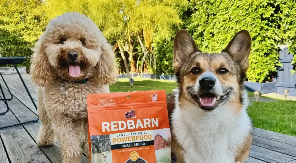 Two dogs with Redbarn Small Breed dog food promotional banner for 'The Dog Days Celebration' with 15% off offer.