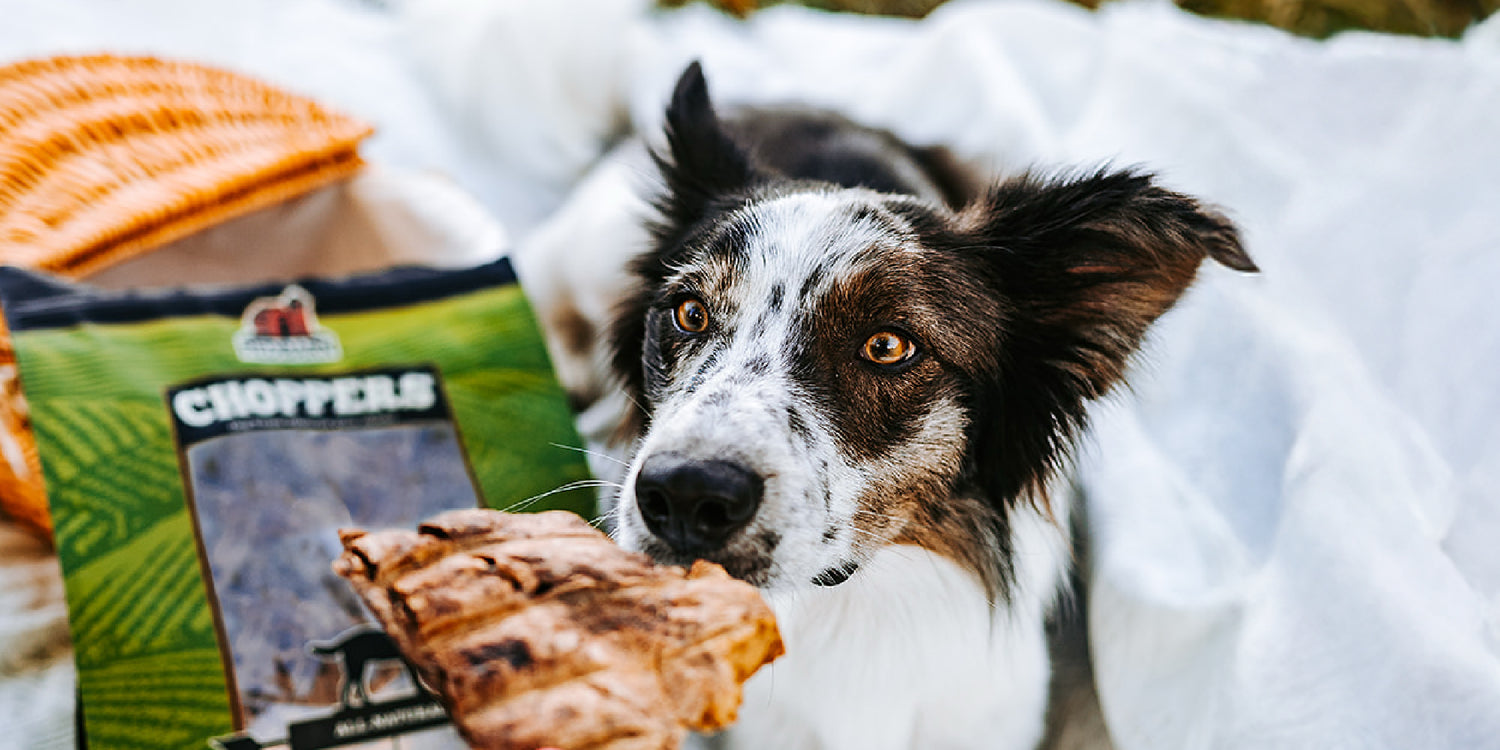 Dog with a bag of Choppers dog treats on a blanket