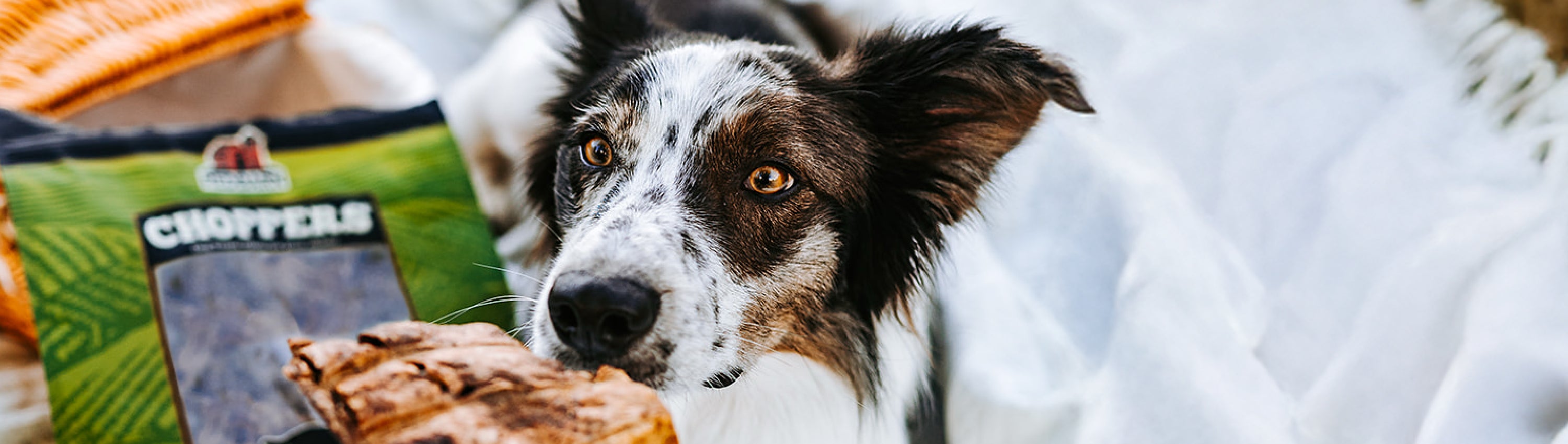 Dog looking at a bag of Choppers dog treats with a blurred background