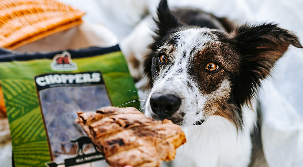 Dog with a Choppers treat package in the background