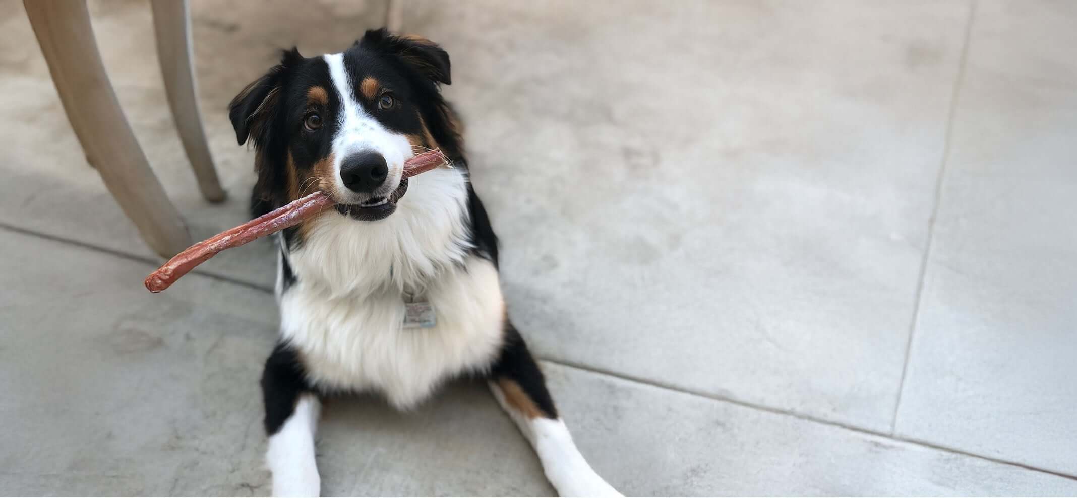 Dog holding a bully stickin its mouth on a tiled floor