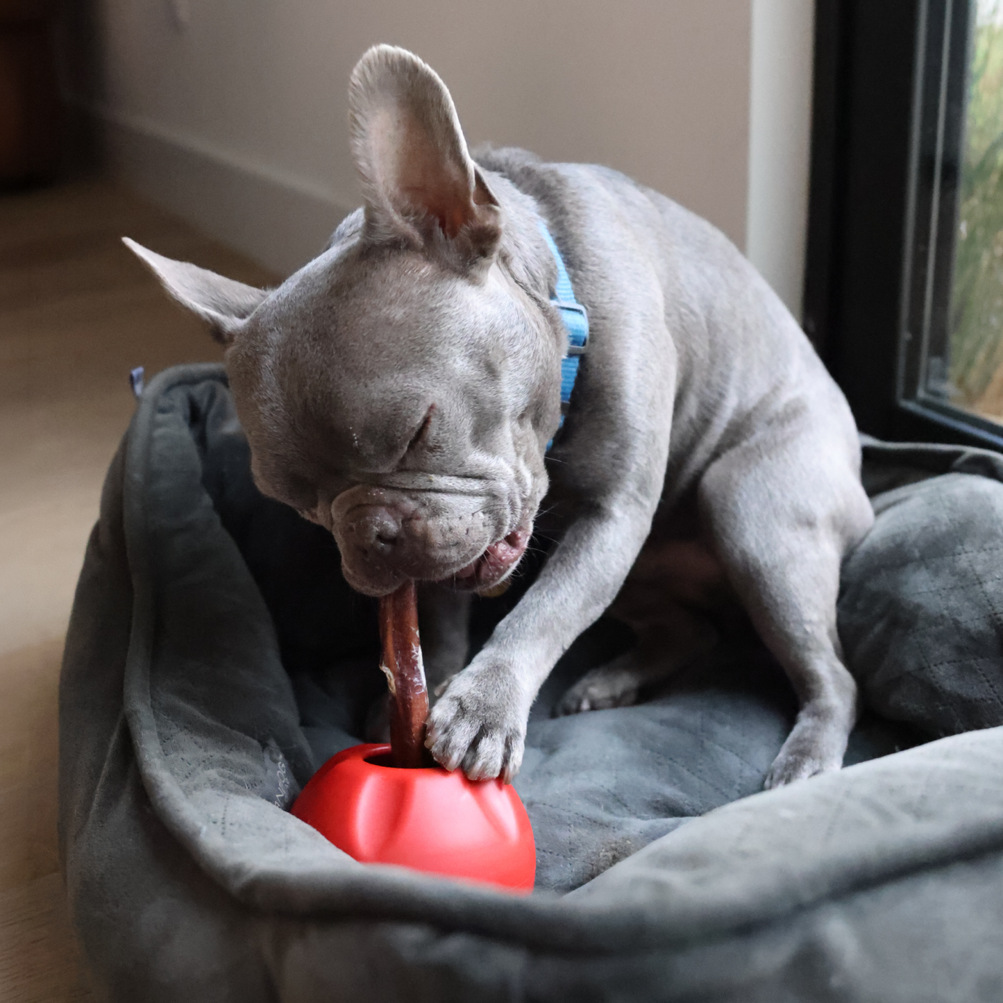 Dog playing with a red grab a bull, a bully stick holder, on a gray bed