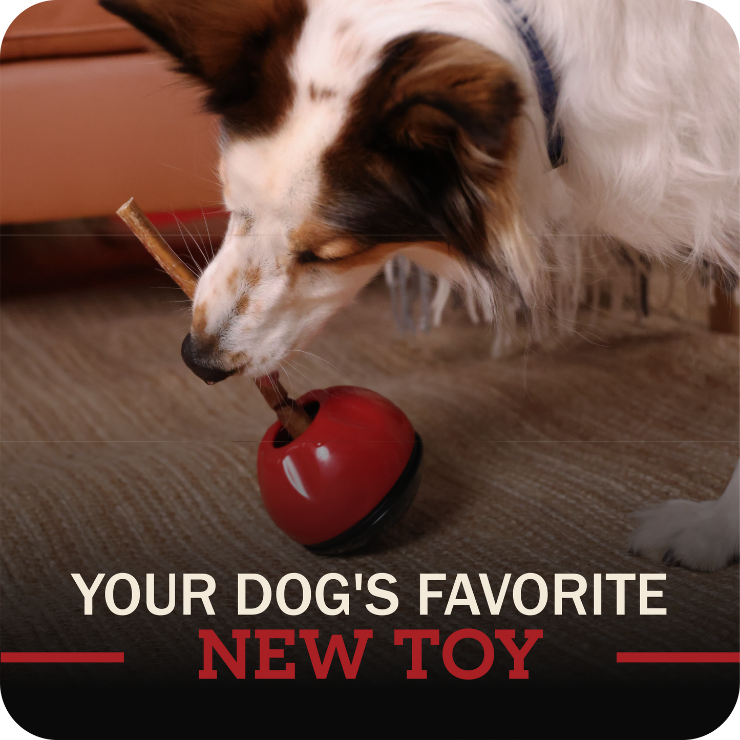 Dog playing with a redbarn bully stick holder toy on a carpeted floor