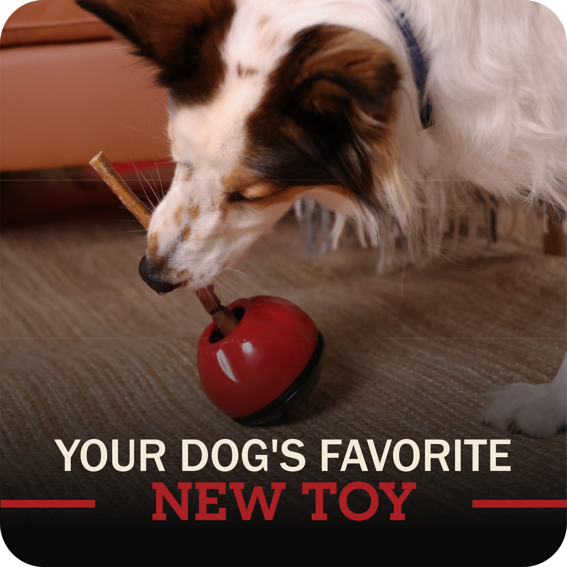 Dog playing with a redbarn bully stick holder toy on a carpeted floor