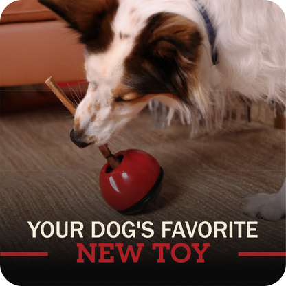 Dog playing with a redbarn bully stick holder toy on a carpeted floor