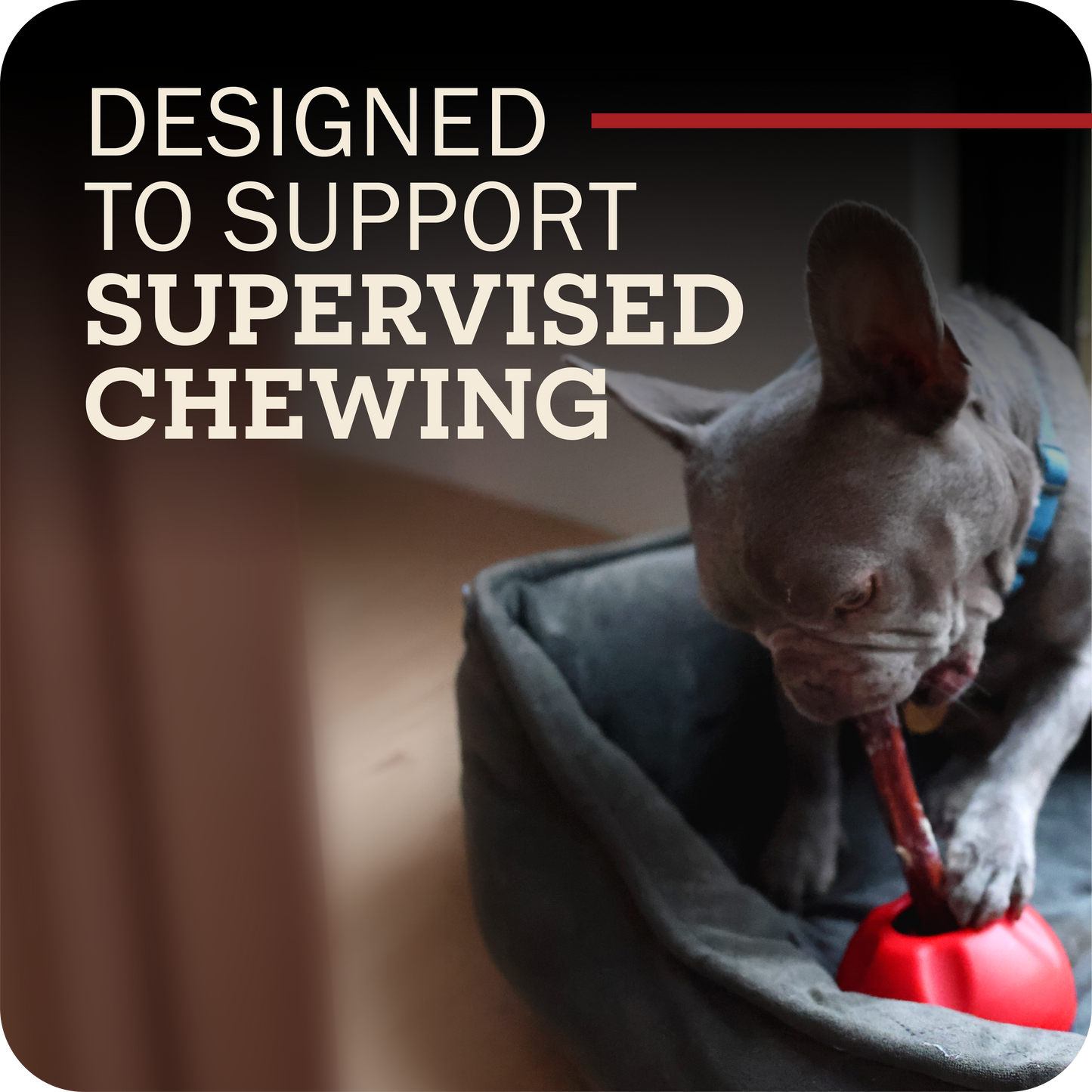 A dog chewing on their Redbarn Bully stick attached to the Grab-A-Bull with the text, 'Designed to support supervised chewing.'