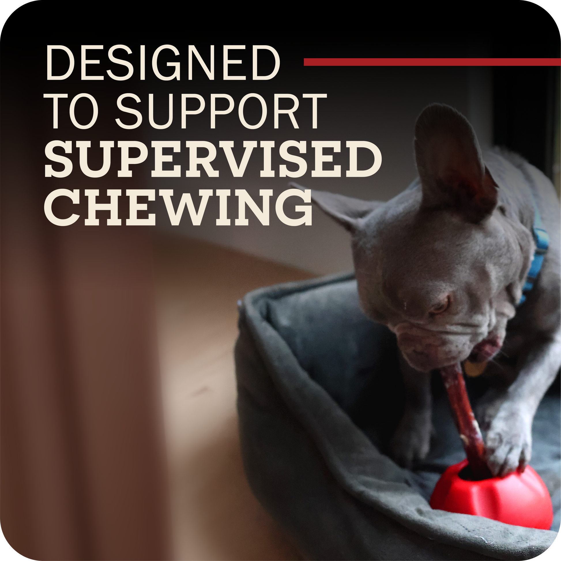 A dog chewing on their Redbarn Bully stick attached to the Grab-A-Bull with the text, 'Designed to support supervised chewing.'
