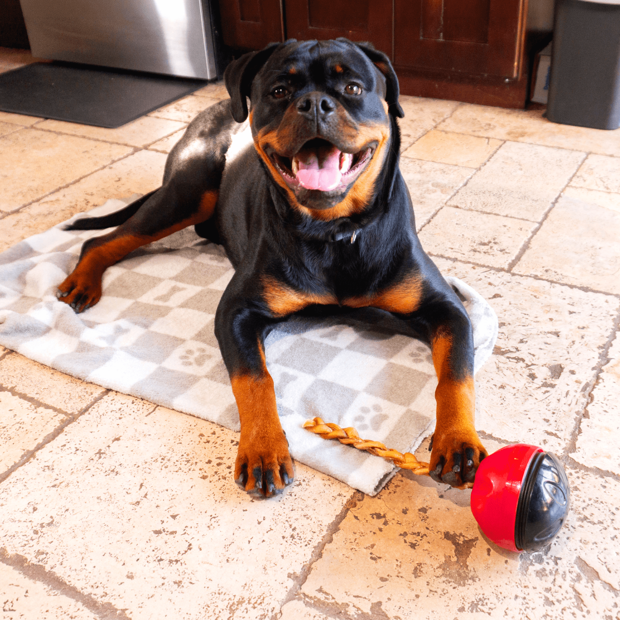 A dog looking happy playing their their Grab-A-Bull chew and treat holder