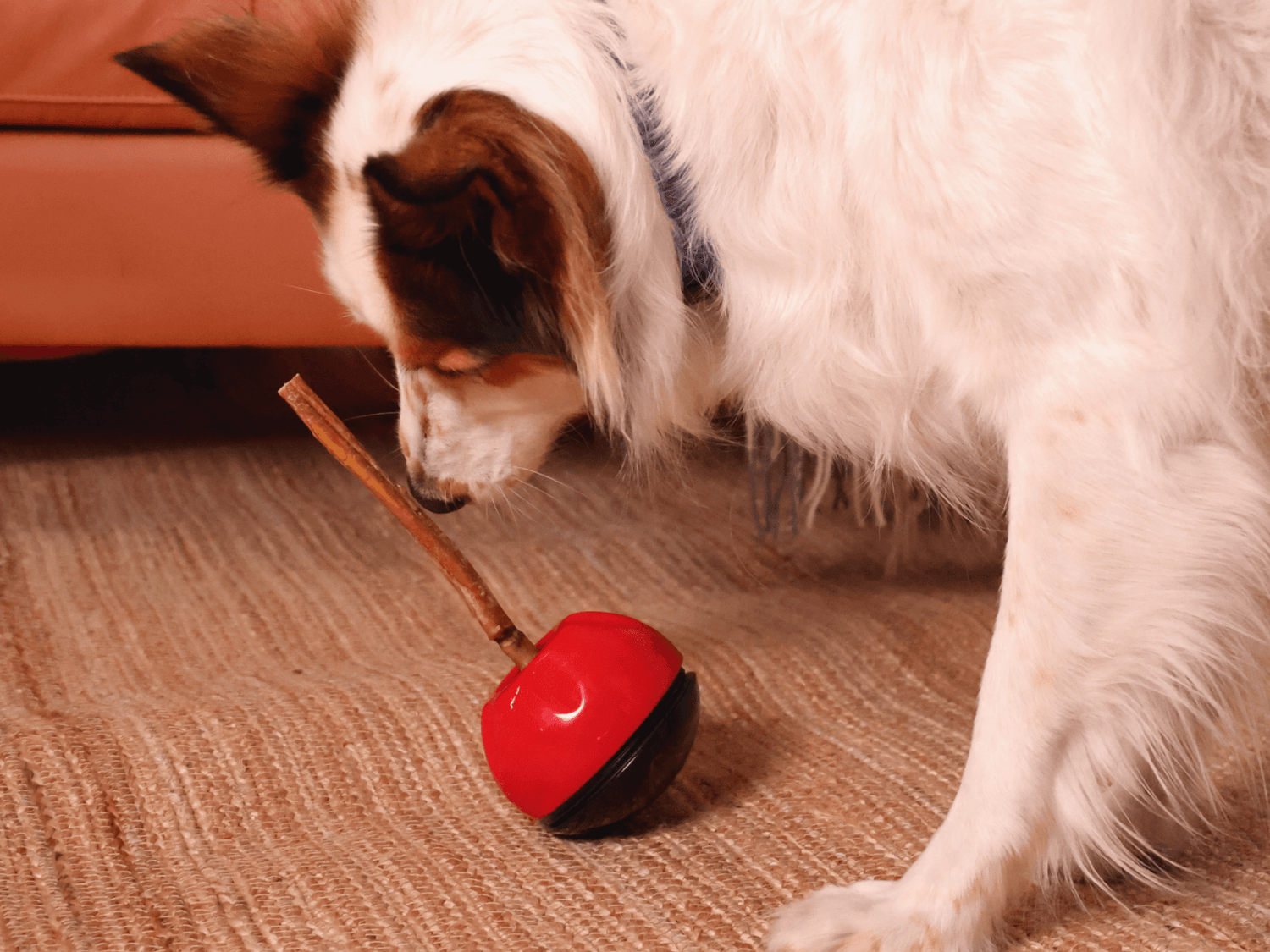 Dog trying to chew on a redbarn Treat attached to the Grab-A-Bull chew and treat holder