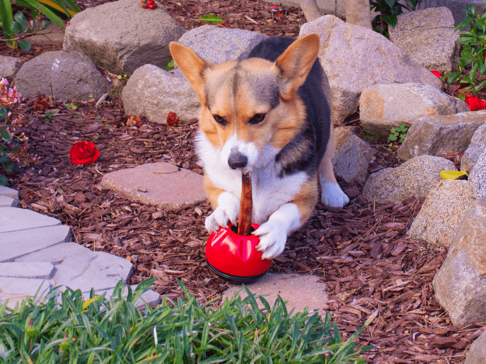A dog holding on to the Grab-A-Bull chew & treat holder to enjoy their chew