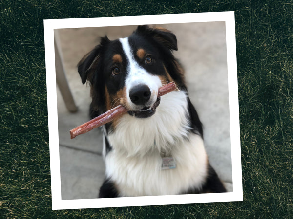 Dog holding a Redbarn bully stick in its mouth on a grassy background