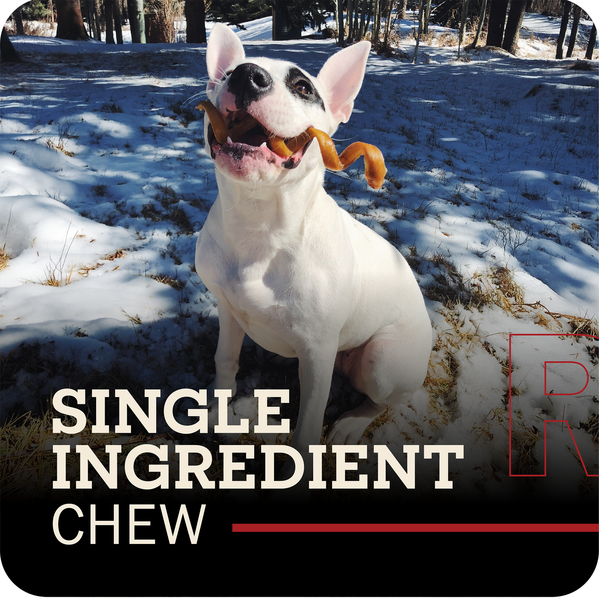 A white dog with black markings sits in the snow outdoors, holding a Redbarn Bully Spring chew in its mouth. Large text at the bottom reads 'SINGLE INGREDIENT CHEW' 
