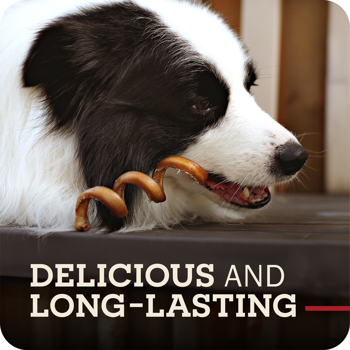 A black and white dog chewing on a Redbarn Bully Spring, with the text 'DELICIOUS AND LONG-LASTING' overlaid at the bottom.