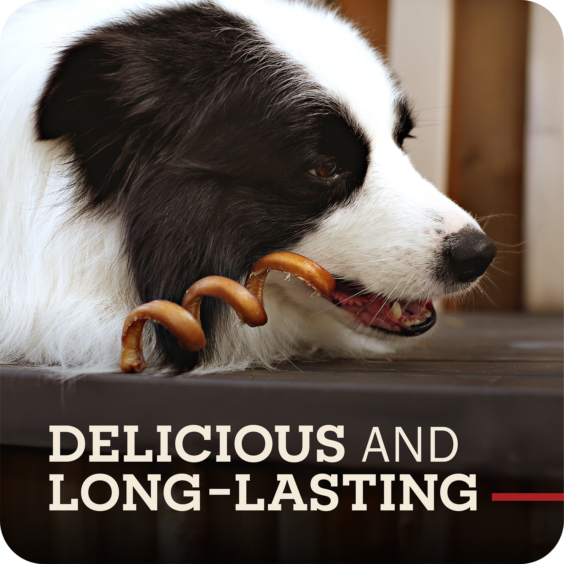 A black and white dog chewing on a Redbarn Bully Spring, with the text 'DELICIOUS AND LONG-LASTING' overlaid at the bottom.