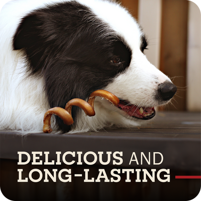 A black and white dog chewing on a Redbarn Bully Spring, with the text 'DELICIOUS AND LONG-LASTING' overlaid at the bottom.