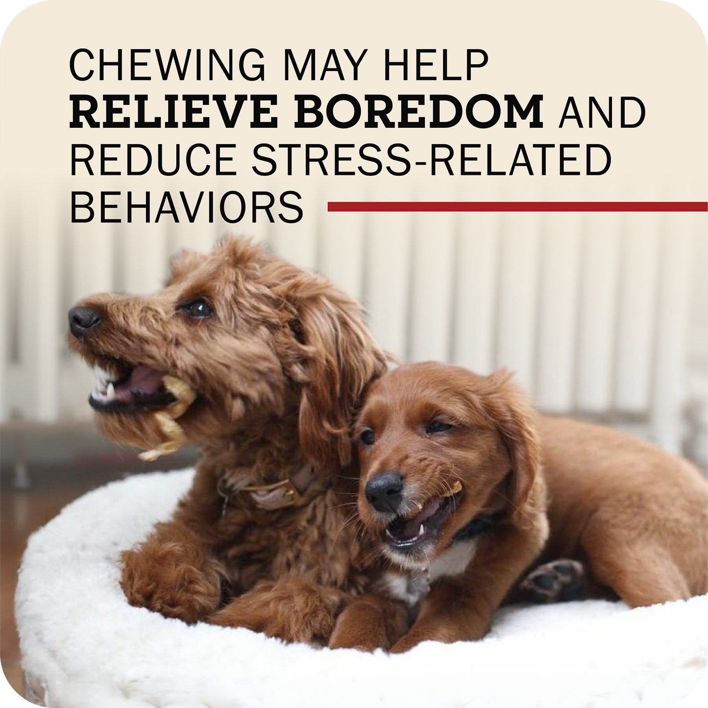 Two brown dogs lying on a white fluffy pet bed indoors, with large text at the top reading, 'Chewing may help relieve boredom and reduce stress-related behaviors.'.