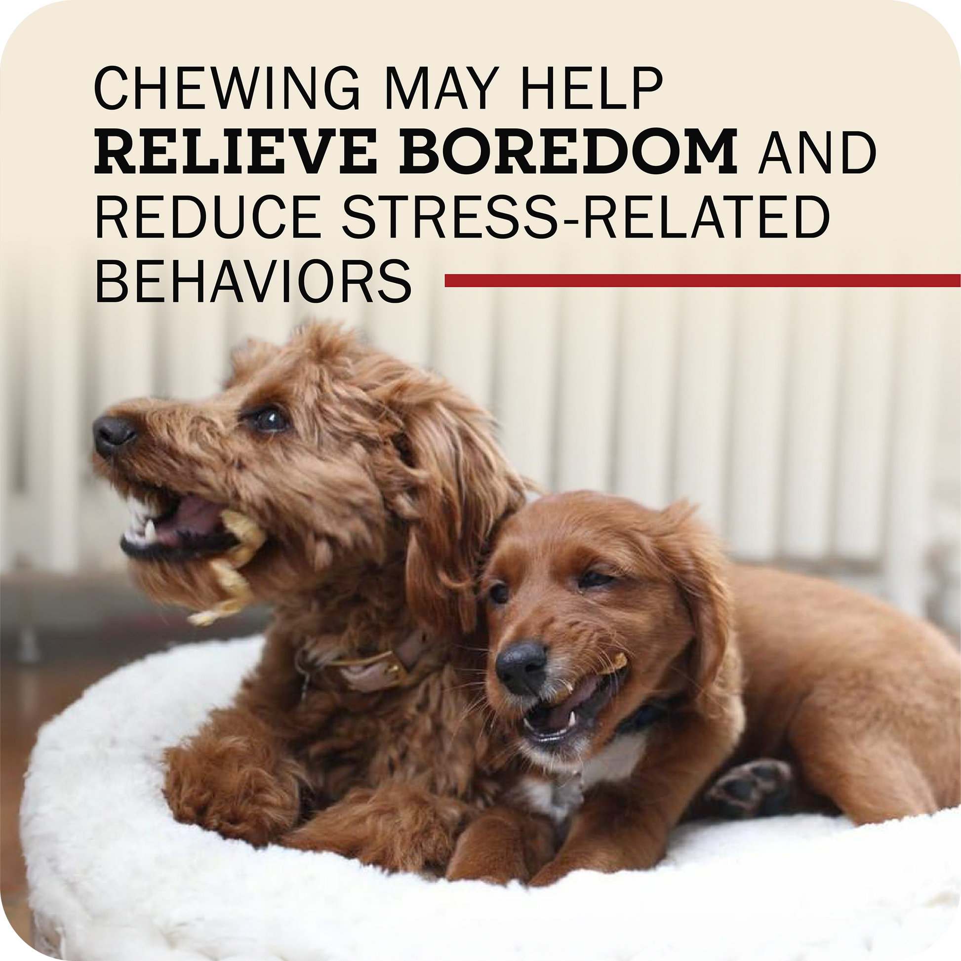 Two brown dogs lying on a white fluffy pet bed indoors, with large text at the top reading, 'Chewing may help relieve boredom and reduce stress-related behaviors.'.