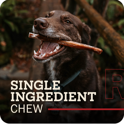 A brown colored happy dog with Redbarn Bully stick in their mouth, with the title which reads, 'Single ingredient chew.'