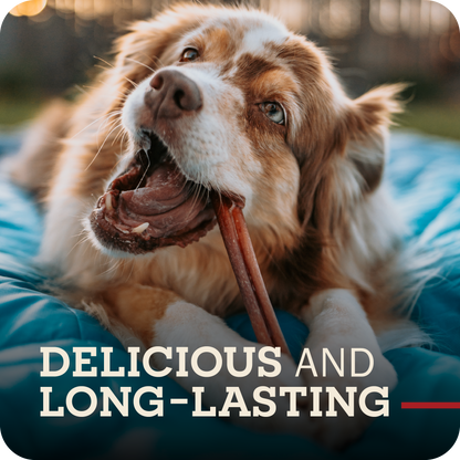 A happy dog chewing on a Redbarn Bully stick with the title, 'Delicious and long lasting.