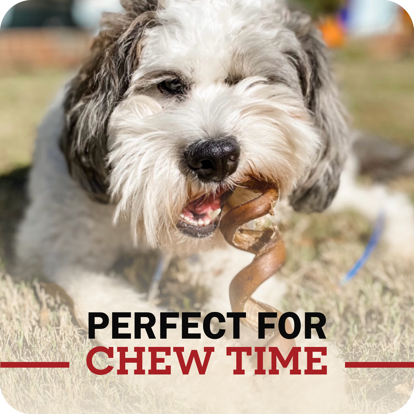 An image of a small breed dog enjoying their Redbarn Bully spring chew with a message that reads, 'Perfect for chew time.'