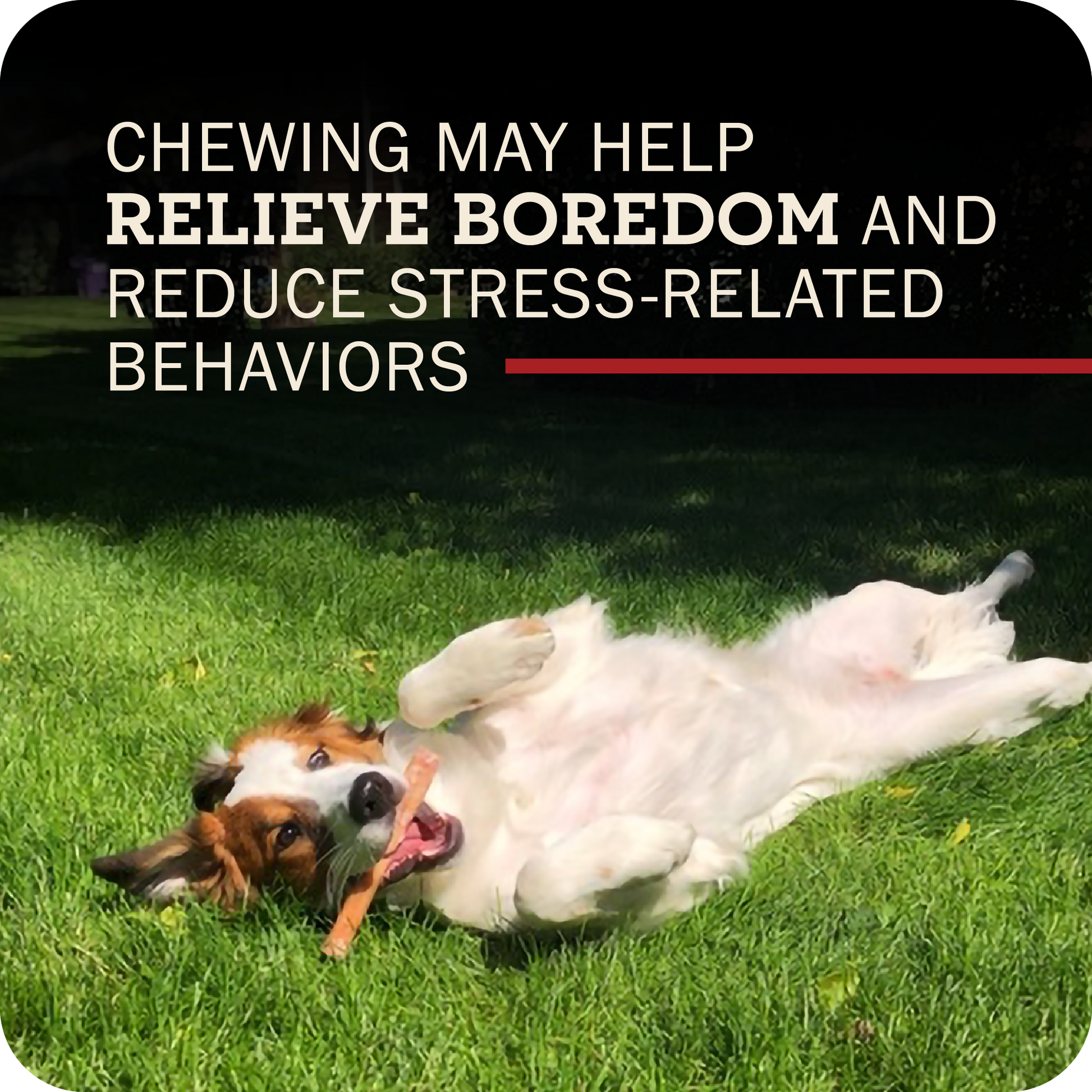Image of a happy dog laying on their back with a Redbarn Bully stick in their mouth with the title that reads, 'Chewing may help relieve boredom and reduce stress-related behaviors.' 