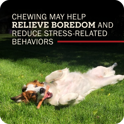 Image of a happy dog laying on their back with a Redbarn Bully stick in their mouth with the title that reads, 'Chewing may help relieve boredom and reduce stress-related behaviors.' 