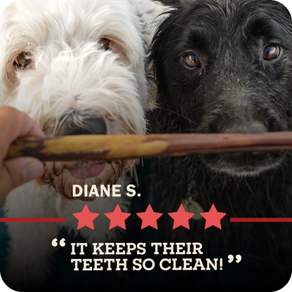 An image of a person's hand holding a bully stick in front of a white and a black dog who are excited with red colored five stars rating below which reads, "It keeps their teeth so clean!"
