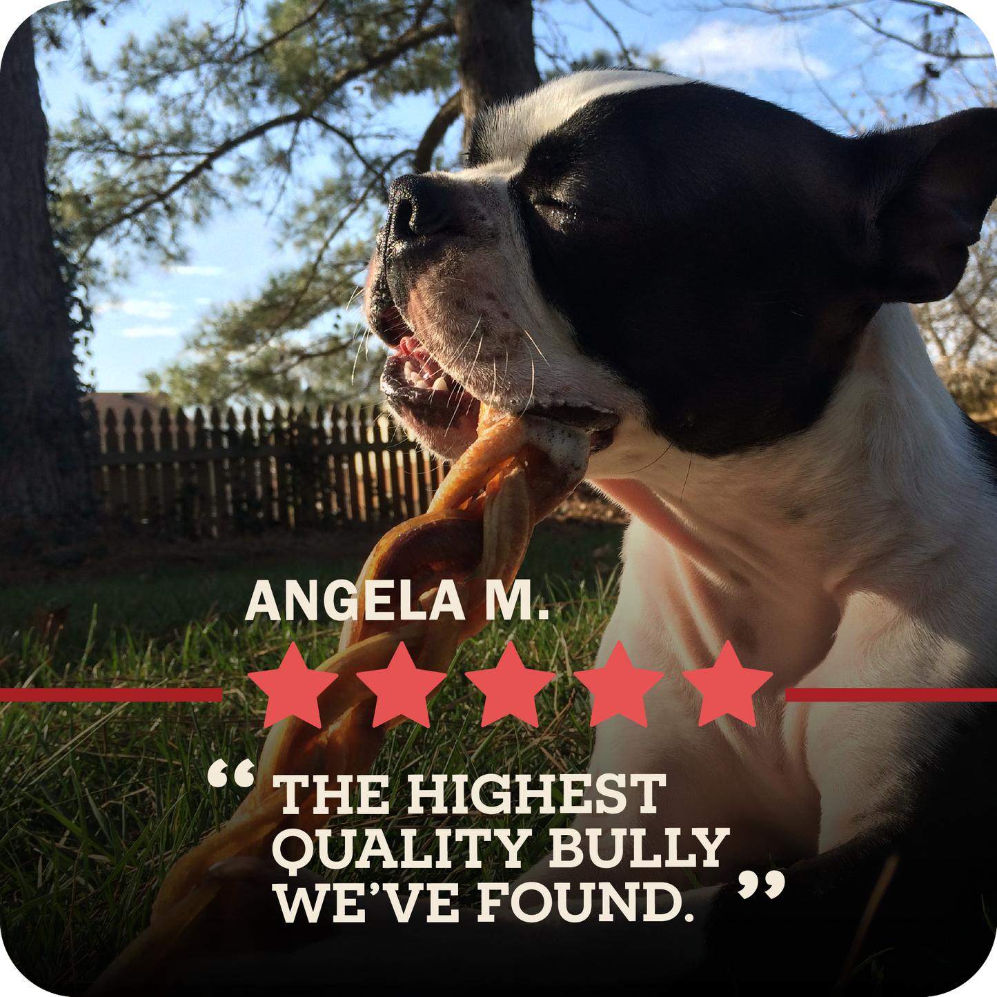 A dog with a look of satisfaction chewing on a Redbarn Bully Braids stick in a backyard. A five star review from Angela M., which reads, "Highest quality Bully we've found."