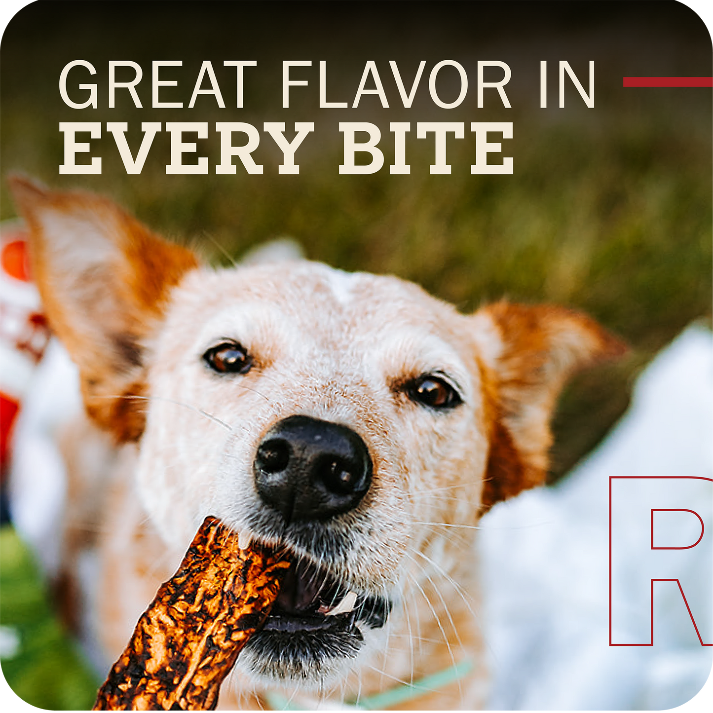 Dog holding a Redbarn Bully Slice Treat with text 'Great Flavor in Every Bite' and a blurred background