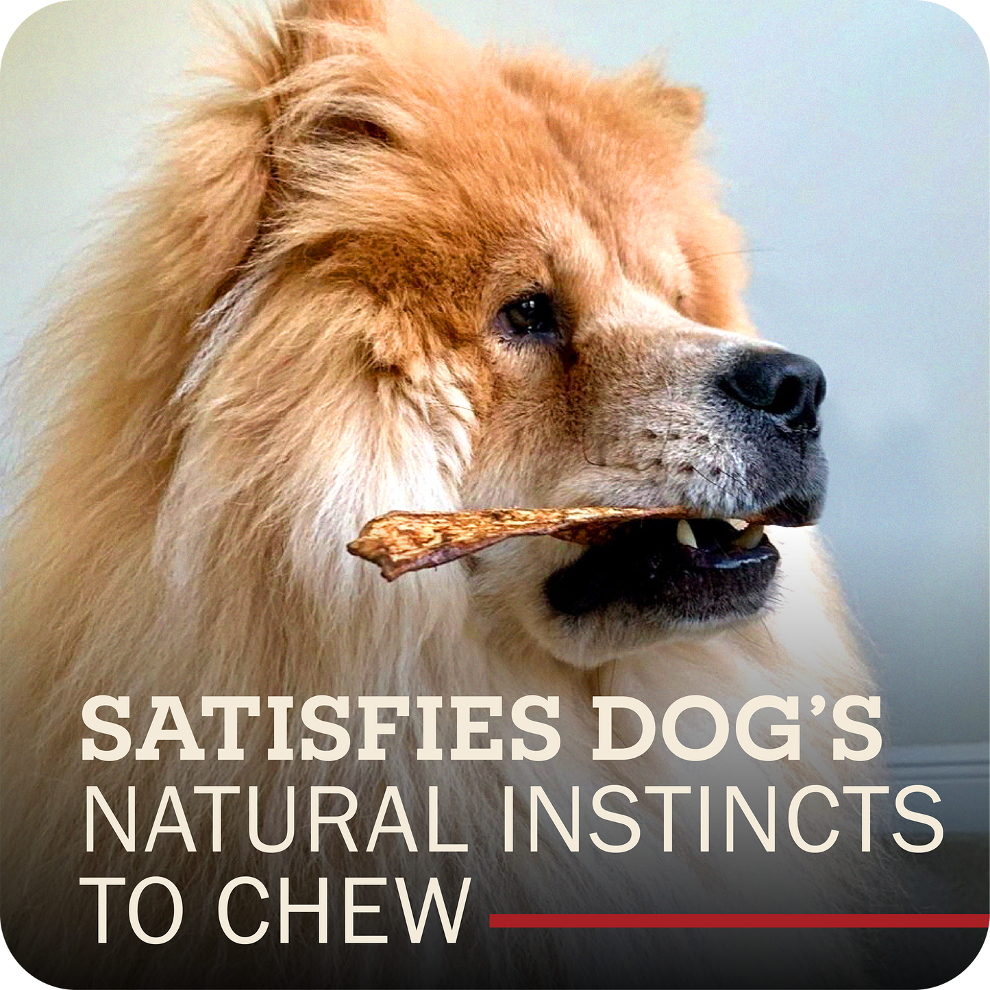 A fluffy golden dog in profile holds a chew in its mouth against a soft gray background, with large overlaid text reading 'SATISFIES DOG'S NATURAL INSTINCTS TO CHEW' and a small red underline.