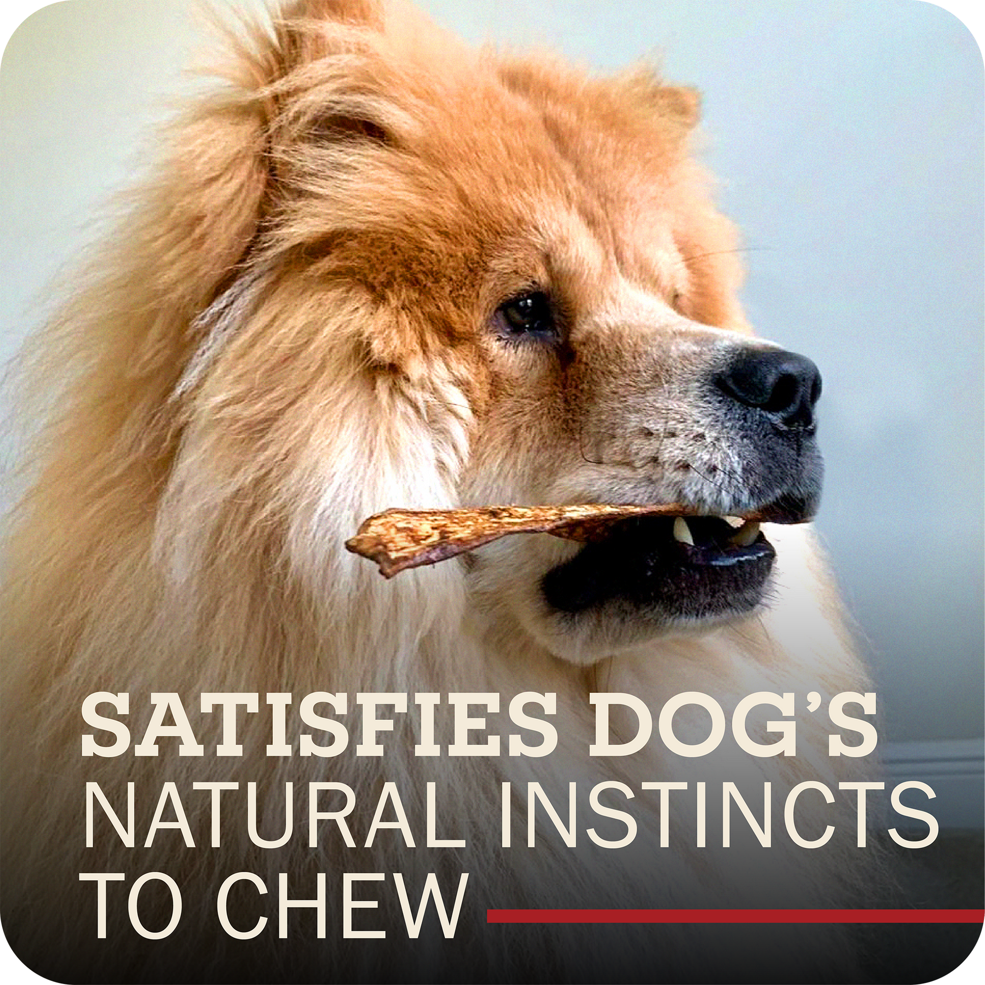A fluffy golden dog in profile holds a chew in its mouth against a soft gray background, with large overlaid text reading 'SATISFIES DOG'S NATURAL INSTINCTS TO CHEW' and a small red underline.