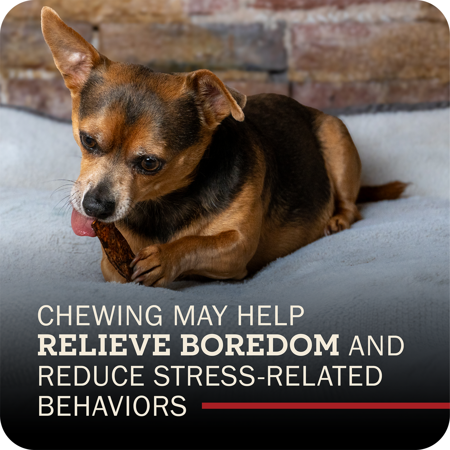 A small brown and black dog lying on a light gray blanket in front of a brick wall, chewing a Redbarn Bully Slice Treat. Text at the bottom reads, 'Chewing MAY HELP RELIEVE BOREDOM AND REDUCE STRESS-RELATED BEHAVORS'.