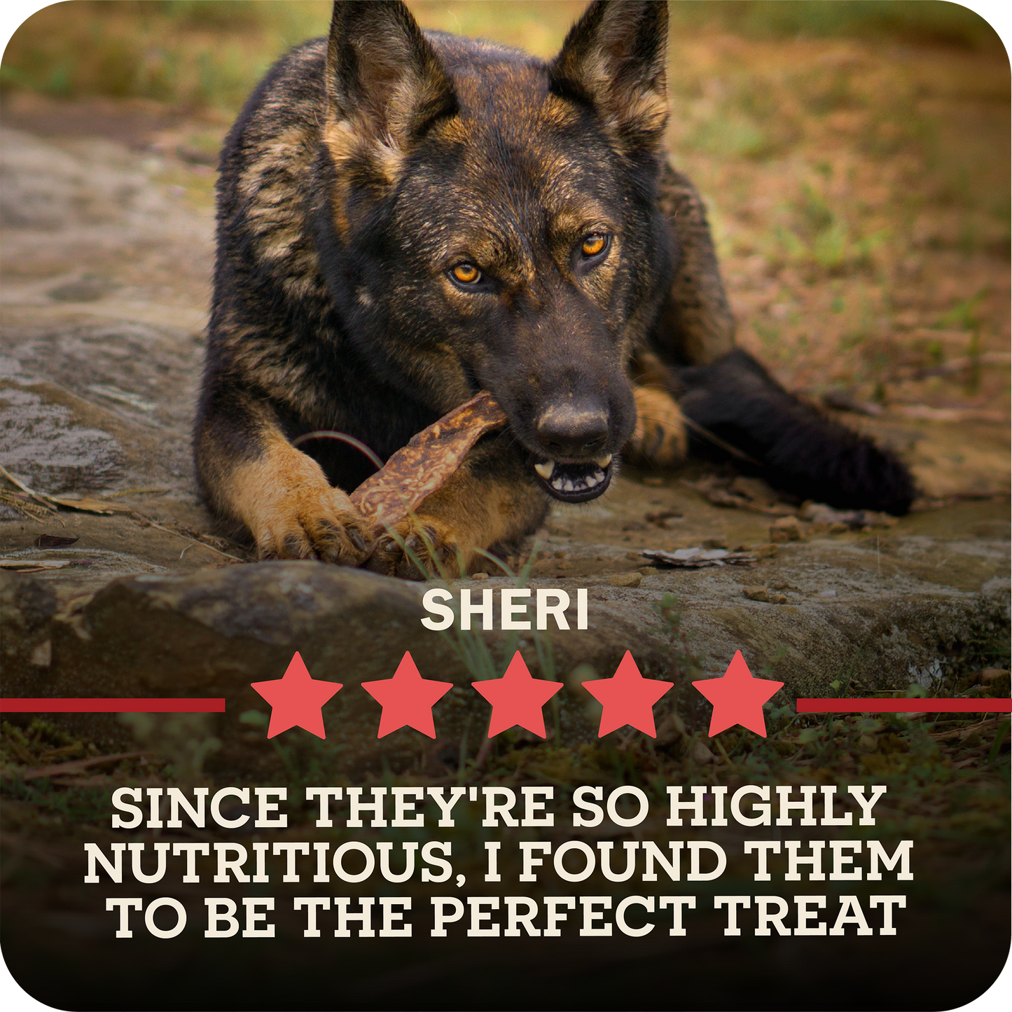 A German Shepherd dog named Sheri is shown outdoors on rocks, chewing on a Redbarn Bully Slice Treat. The image includes text overlays reading 'SHERI' and 'SINCE THEY'RE SO HIGHLY NUTRITIOUS, I FOUND THEM TO BE THE PERFECT TREAT' with five red stars.