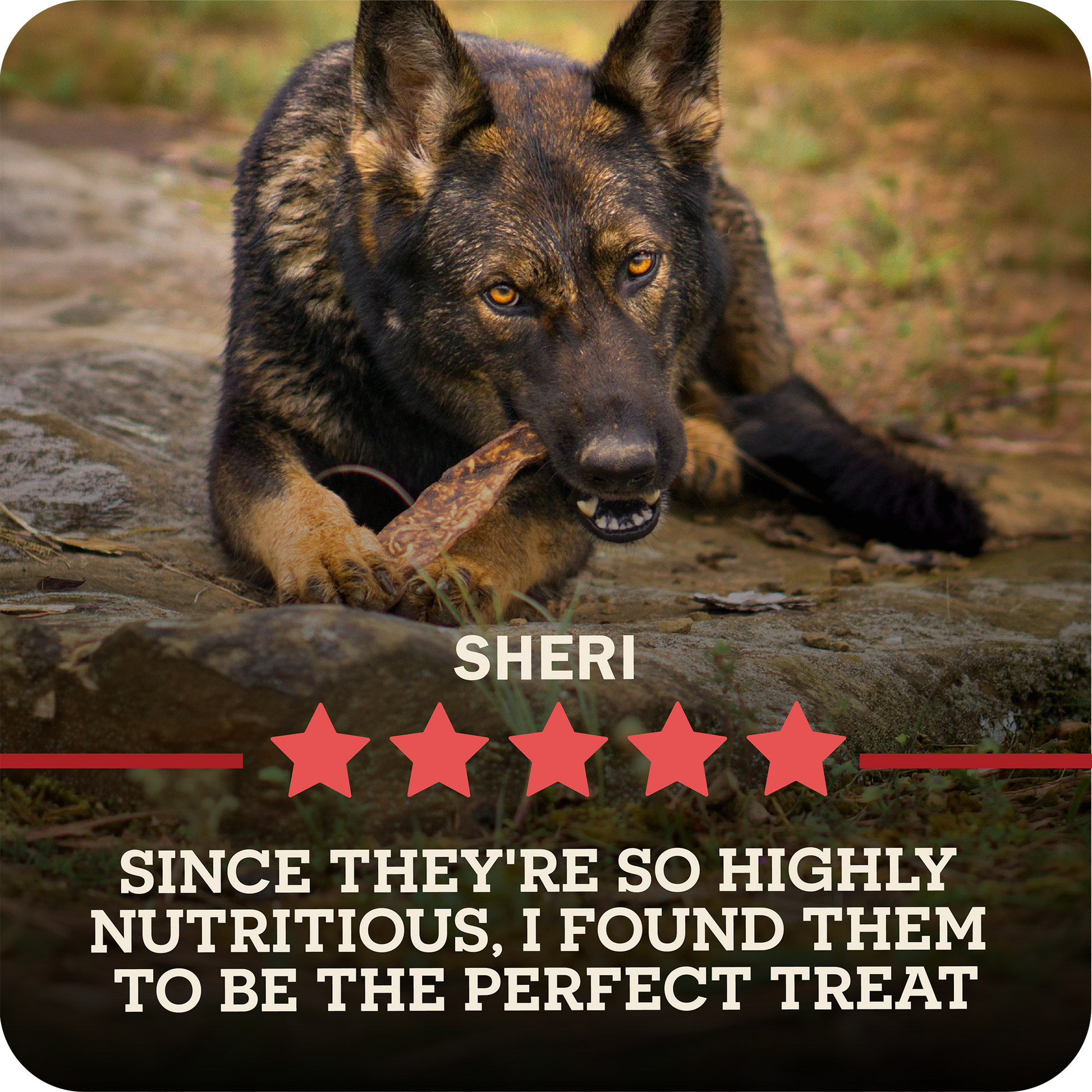 A German Shepherd dog named Sheri is shown outdoors on rocks, chewing on a Redbarn Bully Slice Treat. The image includes text overlays reading 'SHERI' and 'SINCE THEY'RE SO HIGHLY NUTRITIOUS, I FOUND THEM TO BE THE PERFECT TREAT' with five red stars.