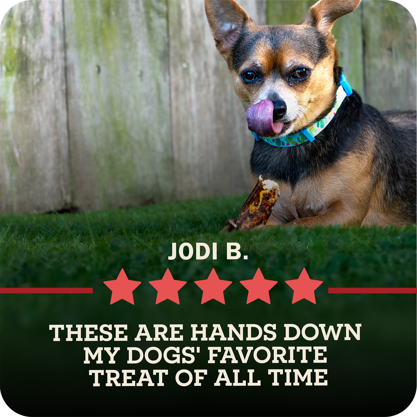 A small black and tan dog lying on green grass in front of a wooden fence, licking its lips while holding a Redbarn Bully Slice Treat. The dog wears a blue patterned collar.