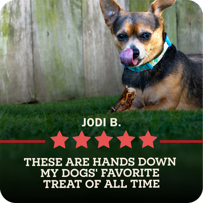 A small black and tan dog lying on green grass in front of a wooden fence, licking its lips while holding a Redbarn Bully Slice Treat. The dog wears a blue patterned collar.