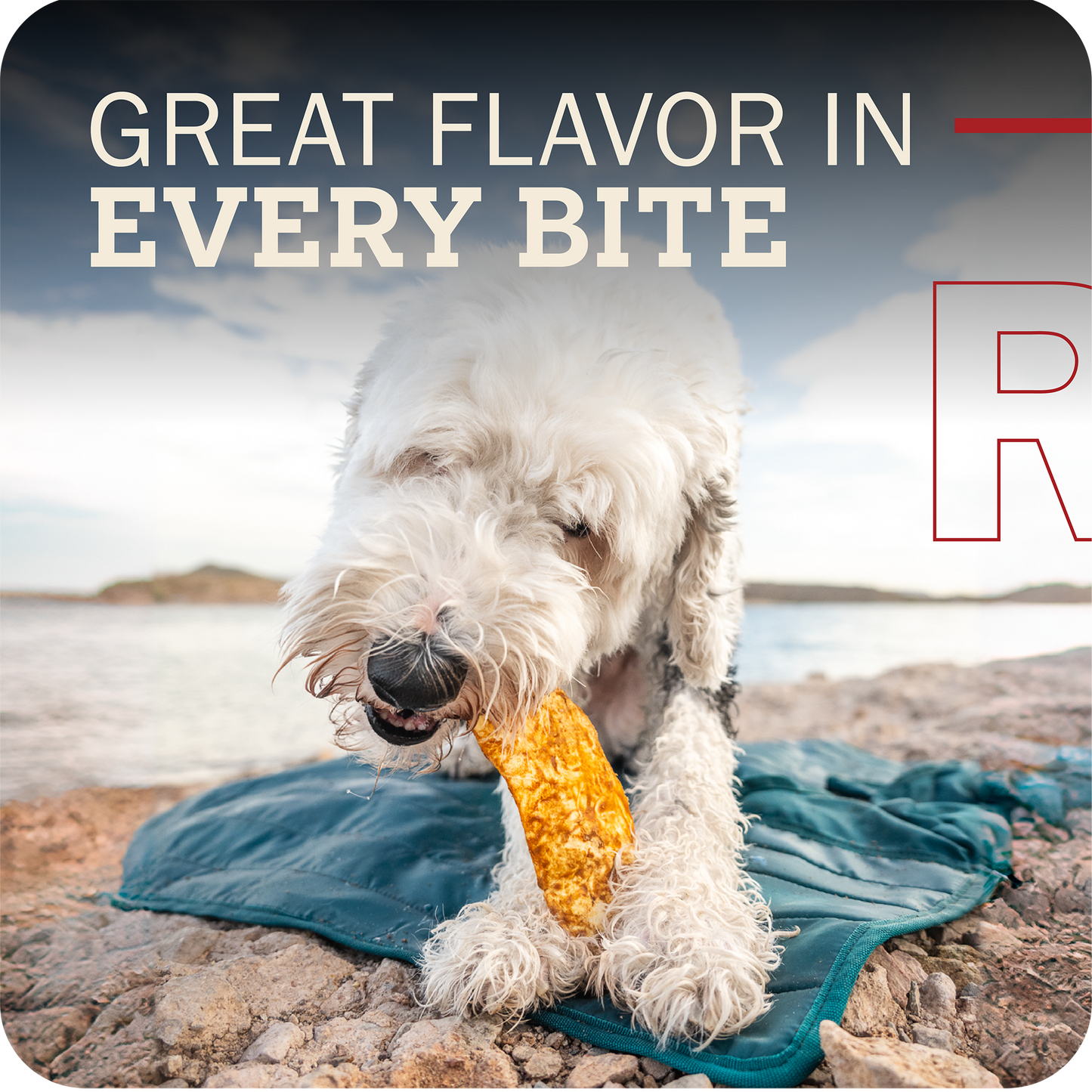 A white fluffy dog on a rocky beach sitting on a teal blanket, chewing on a Redbarn Collagen Slices . Large text at the top reads 'GREAT FLAVOR IN EVERY BITE'.
