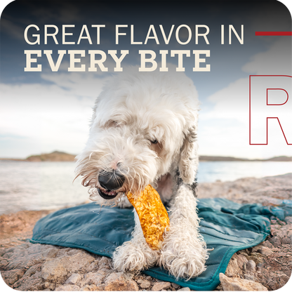 A white fluffy dog on a rocky beach sitting on a teal blanket, chewing on a Redbarn Collagen Slices . Large text at the top reads 'GREAT FLAVOR IN EVERY BITE'.