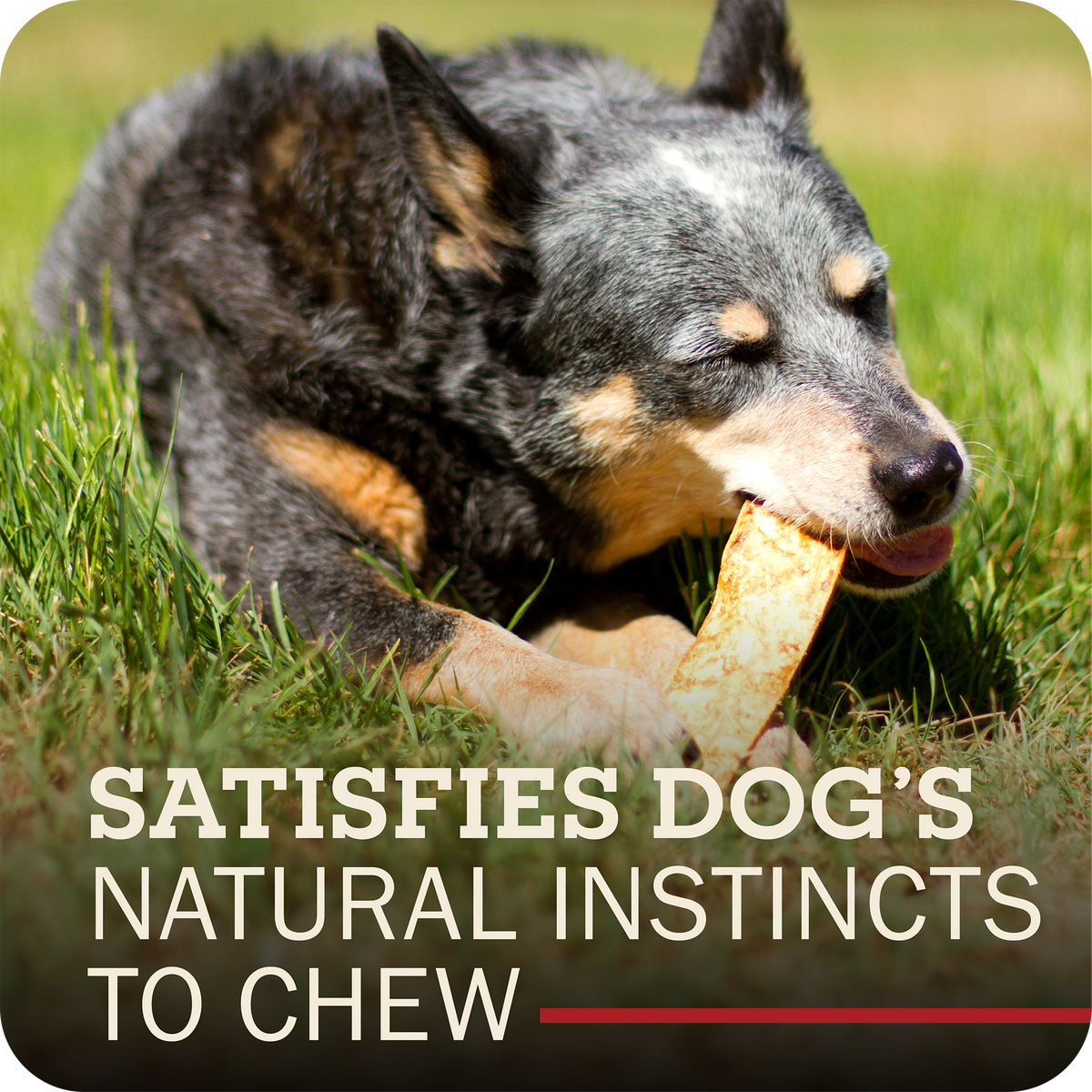 A black and tan dog lying in green grass while chewing a Redbarn Collagen Slices chew. Large overlaid text at the bottom reads, 'SATISFIES DOG'S NATURAL INSTINCTS TO CHEW' with a small red underline.