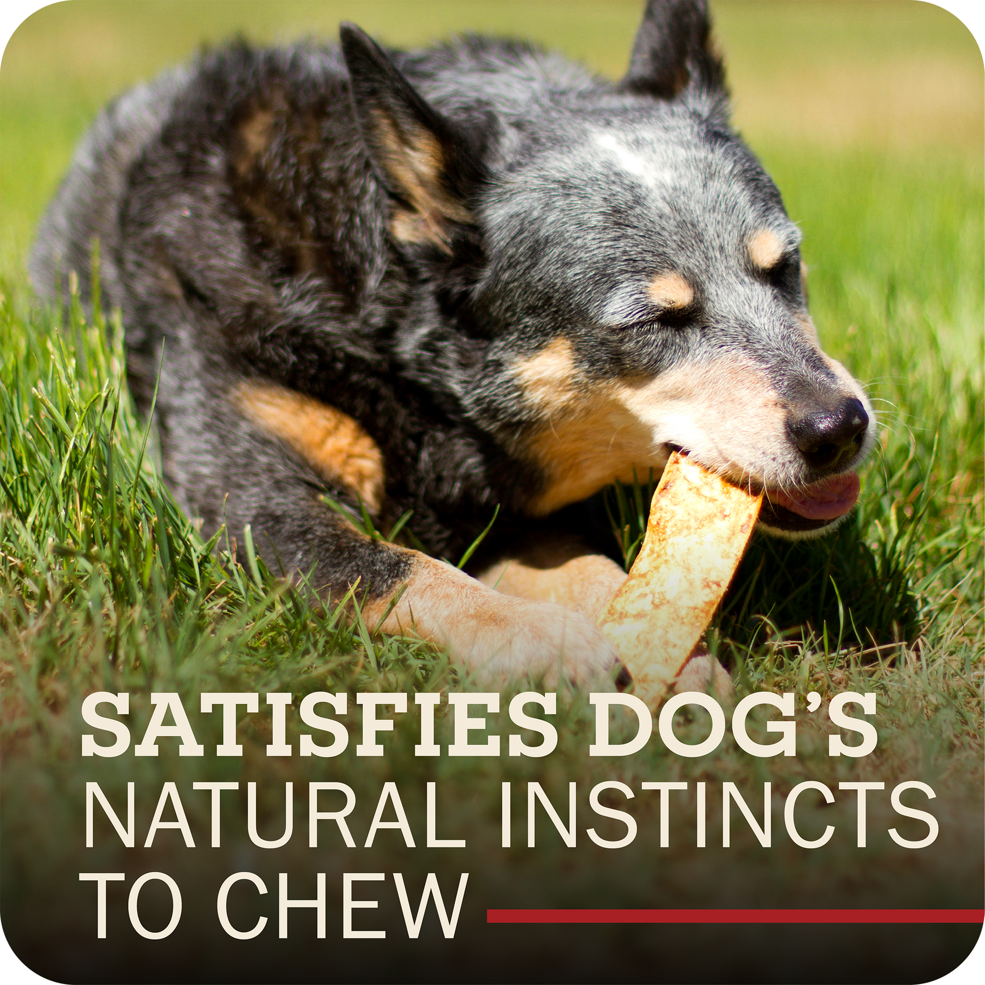 A black and tan dog lying in green grass while chewing a Redbarn Collagen Slices chew. Large overlaid text at the bottom reads, 'SATISFIES DOG'S NATURAL INSTINCTS TO CHEW' with a small red underline.