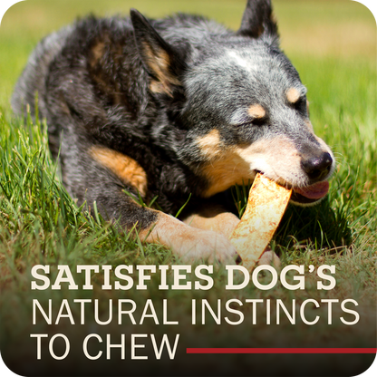A black and tan dog lying in green grass while chewing a Redbarn Collagen Slices chew. Large overlaid text at the bottom reads, 'SATISFIES DOG'S NATURAL INSTINCTS TO CHEW' with a small red underline.