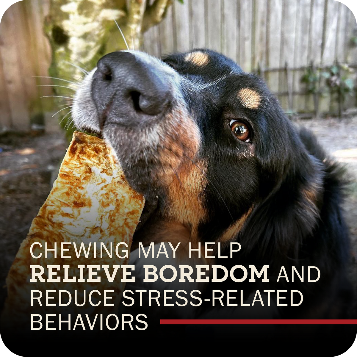 A close-up photo of a black and tan dog chewing on a Redbarn Collagen Slices chew outdoors, with overlaid text reading 'CHewing MAY HELP RELIEVE BOREDOM AND REDUCE STRESS-RELATED BEHAVORS'.