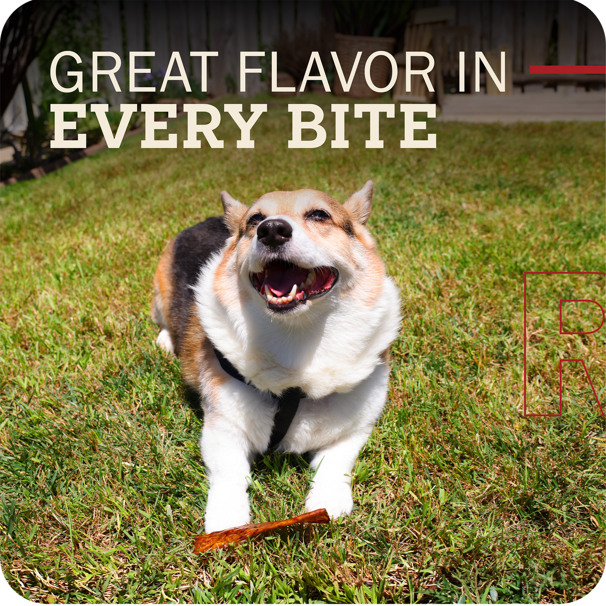 A smiling corgi dog outdoors on grass holding a treat, with large text reading 'GREAT FLAVOR IN EVERY BITE' across the top and a small red logo on the right.