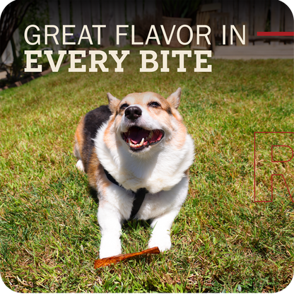 A smiling corgi dog outdoors on grass holding a treat, with large text reading 'GREAT FLAVOR IN EVERY BITE' across the top and a small red logo on the right.