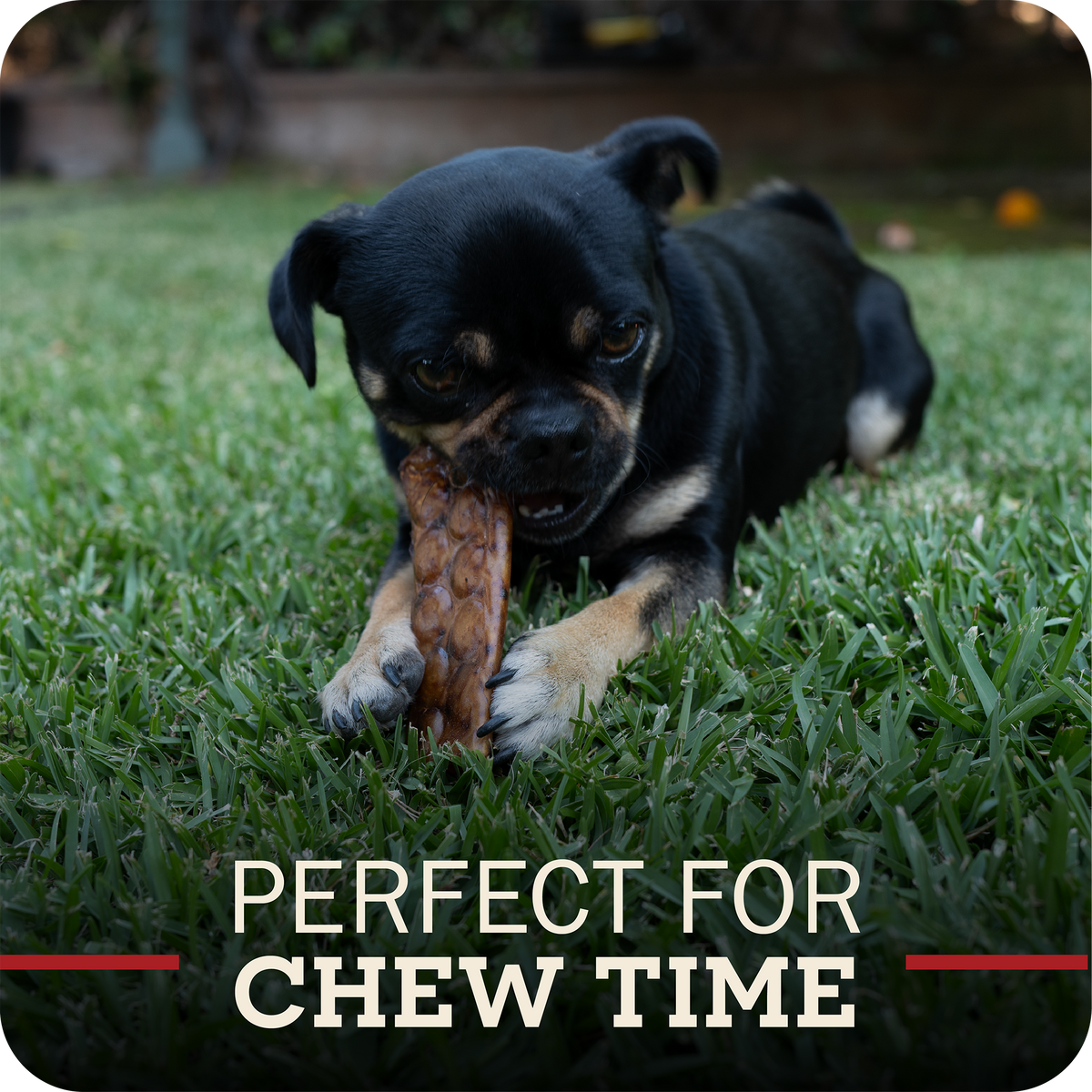 A small black and tan dog lying on green grass while chewing on a Redbarn Collagen Slices. Text at the bottom reads 'PERFECT FOR CHEW TIME'.